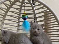 Irk garantili british shorthair bebeklerimiz