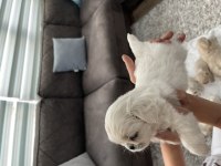 Minik pamuk pekinezler