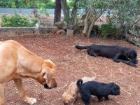 LABRADOR YAVRULARI 1 AYLIK