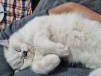British shorthair silver point