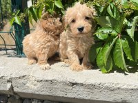 Maltipoo Yavrum 55 Günlük