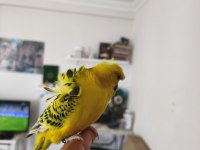 Konuşan muhabbet kuşu gold teksas japones