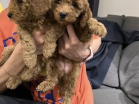 TOY POODLE YAVRULARIMIZ
