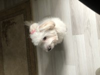 Mecburiyetten acil sahiplendirilecek köpeğimiz