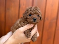 Pamuk gibi toy poodle yavrularım