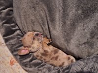 Cok tatlı french bulldog