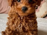 Toy Poodle