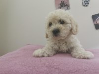 Maltipoo Adrese Teslim, Kapıda Ödeme Yapabilirsiniz