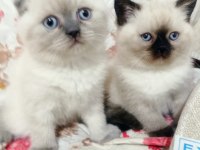 Scottish Fold Yavrular