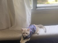 15 Mart Doğumlu golden british shorthair yavrumuz