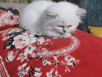 5 tane minik british shorthair