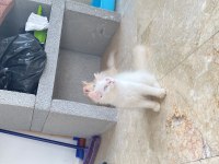 Pamuk Şeker British Longhair Oğluşlar