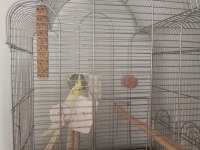 Yerli evde yetişti damızlık erkek sultan papağanı