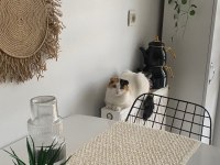 Scottish kedi