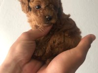 Kore poodle köpeğimiz