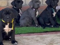 Cane corso bebekler sağlık ve ırk garantili teslim