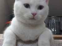 ANKARA KEDİMİ SAHİPLENDİRMEK İSTİYORUM 8 AYLIK DİŞİ