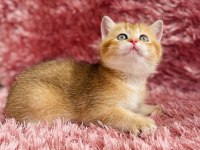British golden ve British golden bicolor dişi yavrular