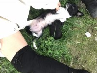 Kendi chihuahua kızımın yavruları