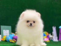 Blacks Petshop Garantisiyle Sağlık Garantili Pomeranian
