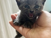 Scottish Fold Erkek British Shorthair Dişi Yavrular