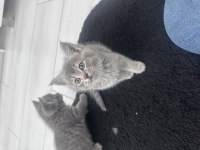 2 aylık british shorthair yavrular yeni yuvalarına hazır