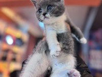 A kalite bicolor british shorthair yavrumuz