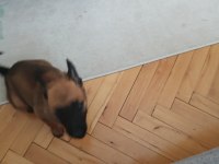Belçika kurdu malinois