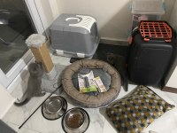 2 buçuk aylık miniklerim scottish fold