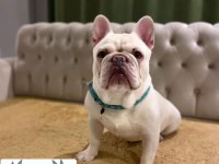 DizzyRascaL, Blue Fawn Quad taşıyıcı yavrularımız