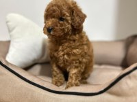 WC EĞİTİMLİ TOY POODLE UYGUN FİYATLI