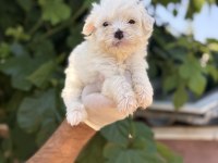 Sevimli Pamuk Maltese Terrier