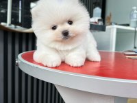 Irk garantili pomeranian bebekler