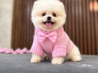 Show Kalite Pomeranian Boo Yavrular
