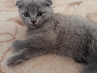 British shorthair kül rengi yavrumuz