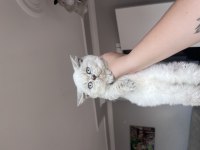Oyuncu teslime hazır tek bebek kedimiz