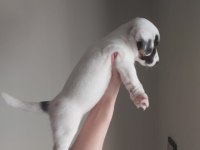 Jack Russell Yavruları