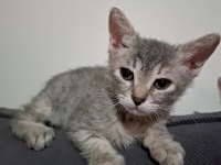 British shorthair cins yavru