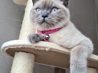 British shorthair dişi