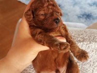 Toy poodle yavruları