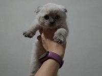 British shorthair yavrularımız