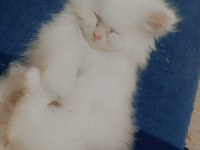 4 aylık yavru british shorthair kedimiz