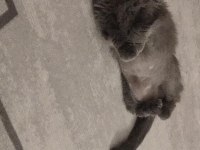 2 yaşında eğitimli tatlımı tatlı kızım scottish fold