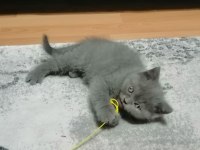 Kedi sahiplendirme scottish fold