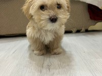 MUHTEŞEM GÜZELLİKTE MALTİPOO YAVRULARIMIZ