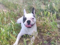 French Bulldog Köpeğimiz