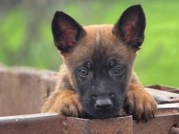Sağlıklı Malinois Yavrular