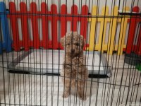 Toy poodle yavru
