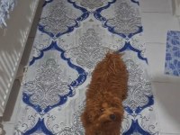 Çok güzel neşeli sevecen mecburiyetten poodle