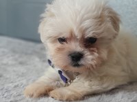 Muhteşem Güzellikte Show Kalite Maltese Terrier Yavruları